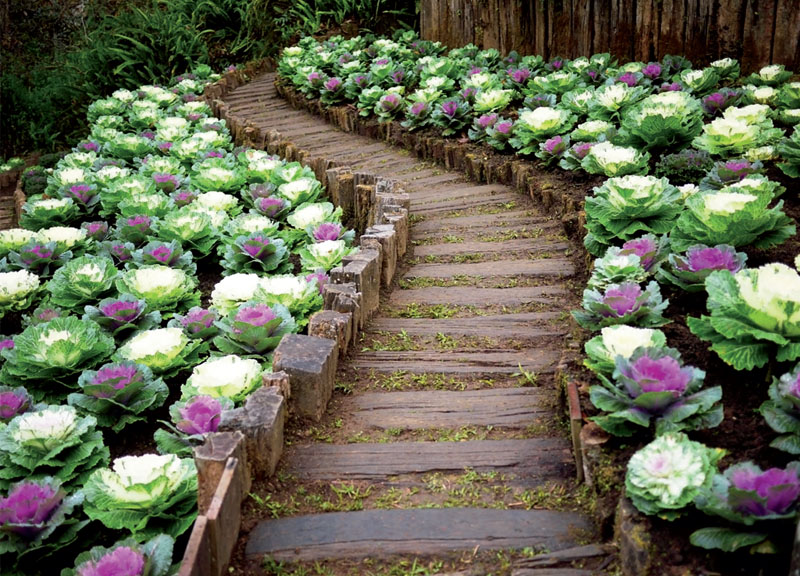 Цветы вдоль садовых дорожек на даче (65 фото) » НА ДАЧЕ ФОТО