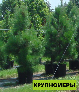 Посадка крупномеров
