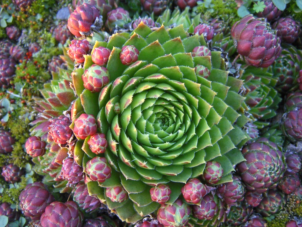 Фотки растений. Молодило Sempervivum Cassiopea. Молодило (Sempervivum). Молодило — Sempervivum soboliferum. Суккуленты молодило семпервивум.