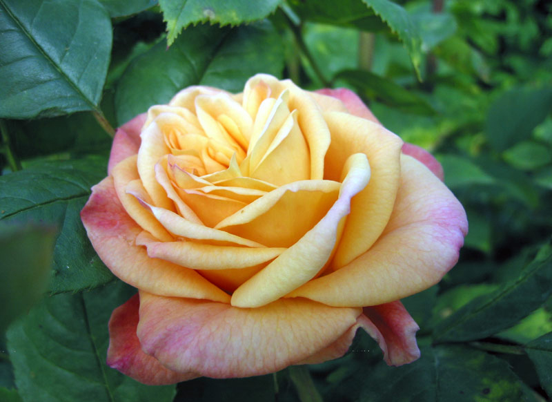 Бөтелкедегі хардкор топтық секс Желіде әйел ер адамды жұлқылайды