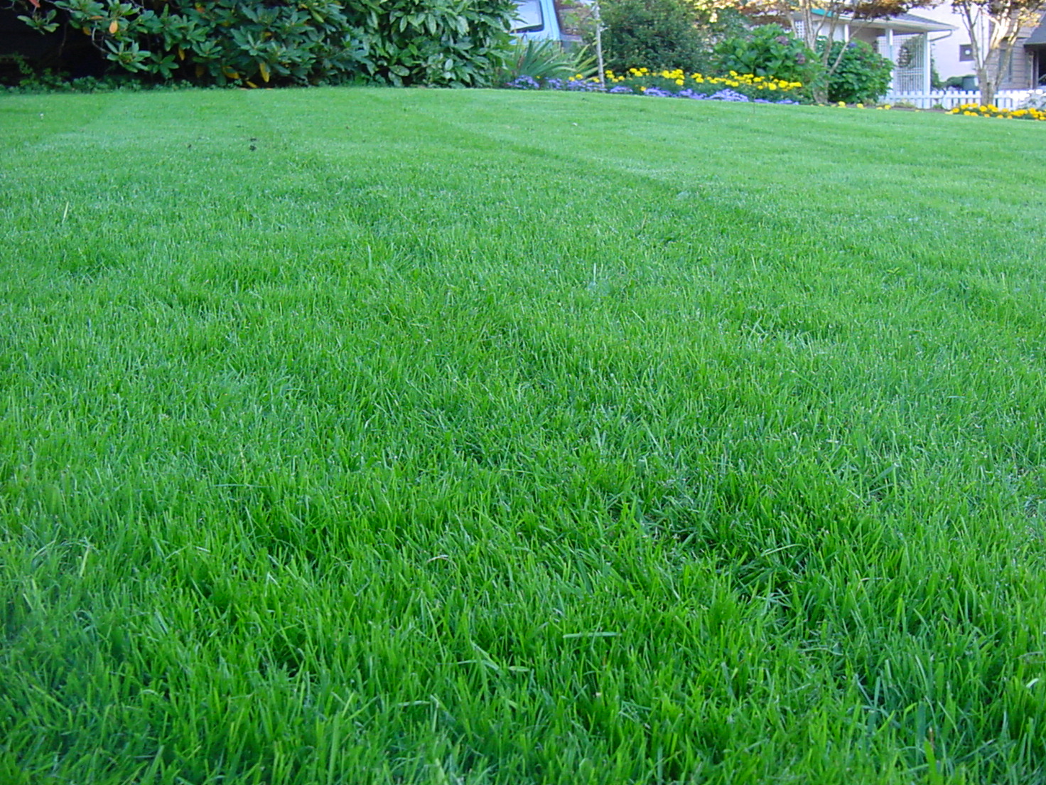Газонная трава: как сажать и правильно ухаживать в первое время