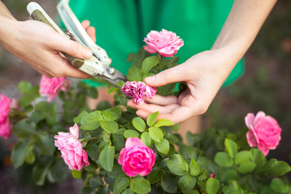 Как правильно обрезать розы после цветения