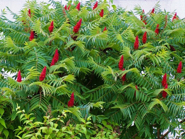 Сумах — эффектное и яркое уксусное дерево: описание, особенности, выращивание