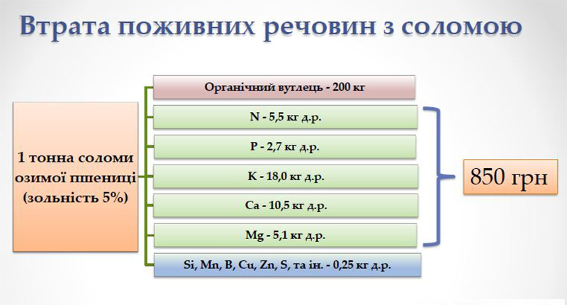 bioenergenychny-miskantus-14-.jpg
