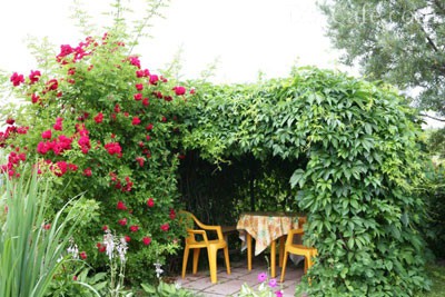 Многолетние лианы для сада. Вьющиеся растения для забора, беседки, арки - лучшие виды с фото
