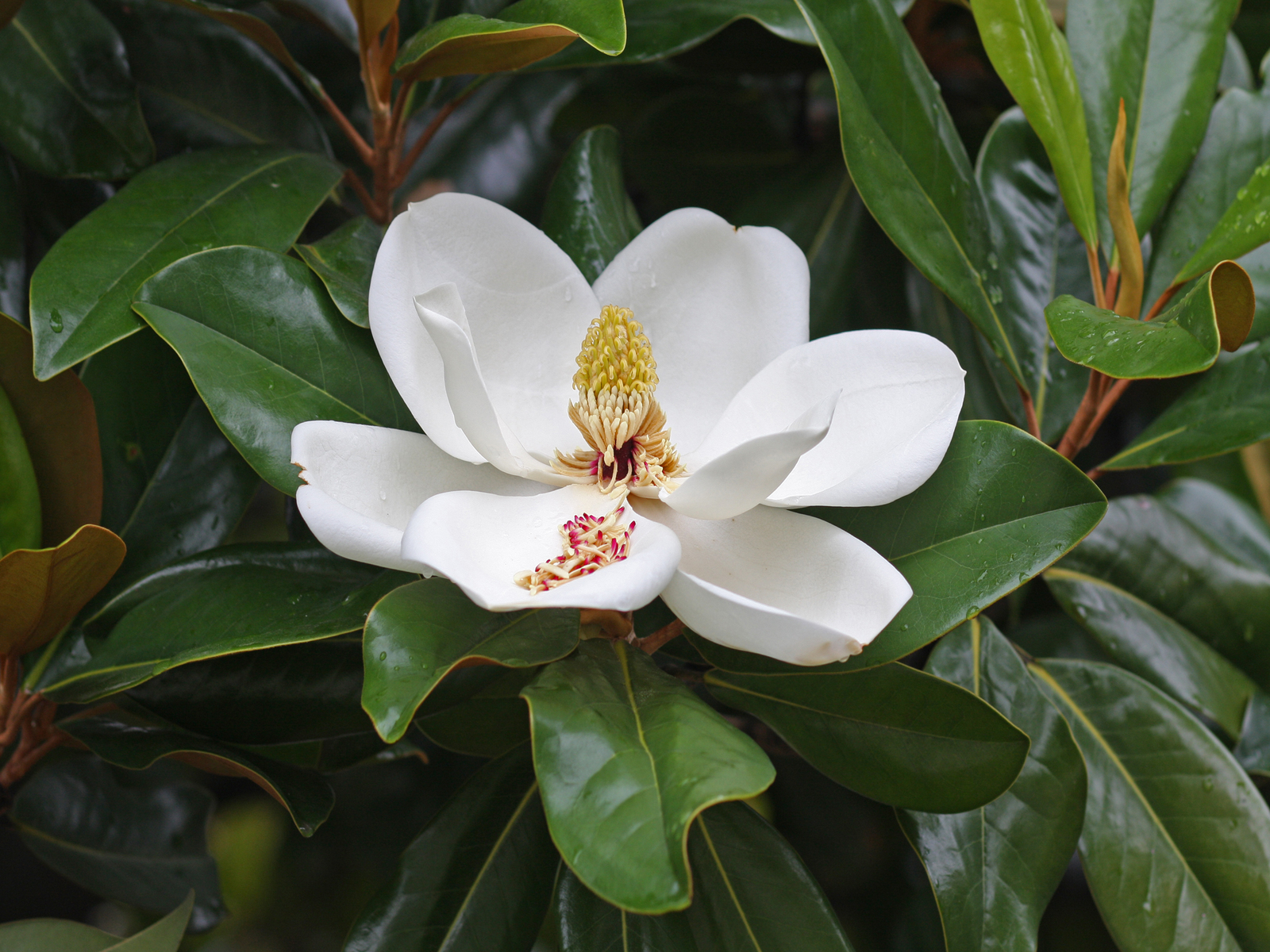 magnoliya_s600.jpg