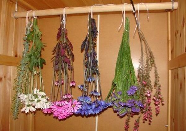 Цветы-сухоцветы: 20 самых красивых растений и идеи композиций