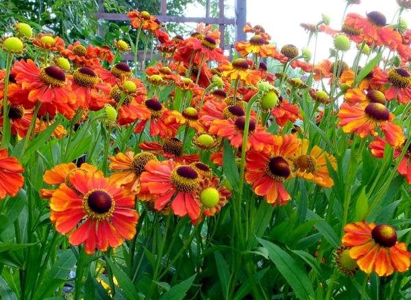 Неприхотливые цветы и растения многолетники для сада
