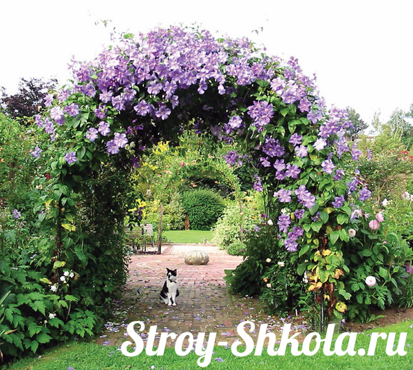 Цветочные арки в саду (67 фото)
