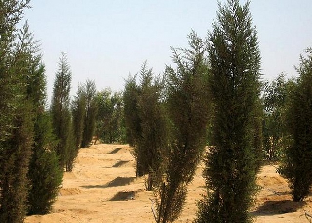 egypt-forests_1.jpg