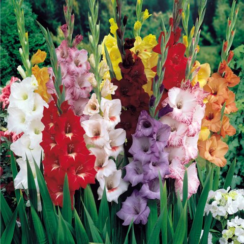 gladiolus.jpg